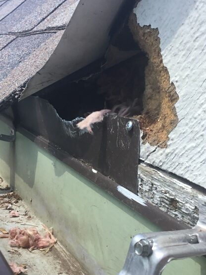 Roof damage caused by squirrels